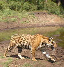 Sundarbans